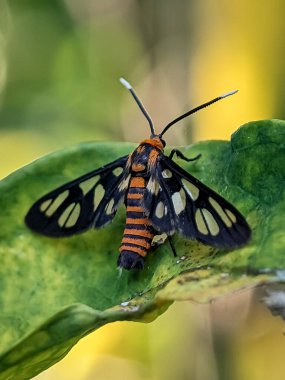 Amata huebneri, the wasp moth, is a moth in the genus Amata of the family Erebidae. The species was first described by Jean Baptiste Boisduval in 1829.