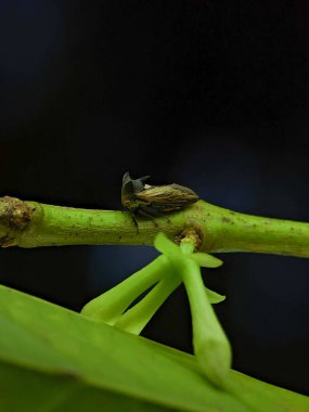 Closeup Treehopper on a green branch on a black background.