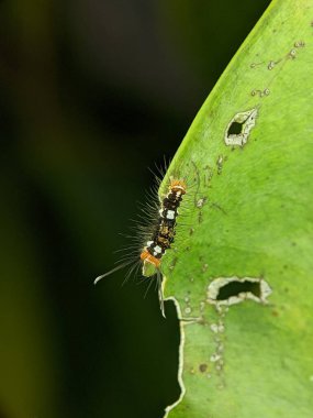 Caterpillars on a green leaf. Caterpillars are the larval stage of members of the order Lepidoptera.