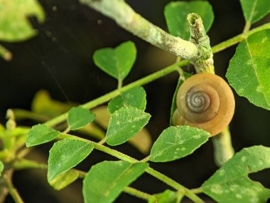 A snail is, in loose terms, a shelled gastropod. The name is most often applied to land snails, terrestrial pulmonate gastropod molluscs.