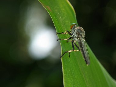 Robber flies on a green leaf. Ommatius is a genus of robber flies.