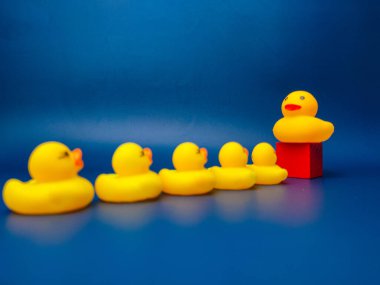 Group of toy ducks with leadder. Leadder and teamwork concept