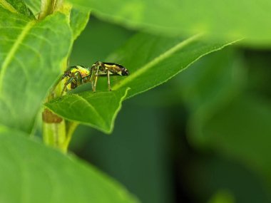 Cosmophasis is a genus of spiders in the family Salticidae.