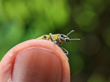 Yellow Weevil on a someone finger. Weevil, a tiny beetle that does enormous damage to growing plants and stored grains.