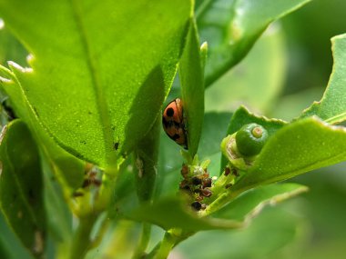 Close-up ladybird on a green leaf .