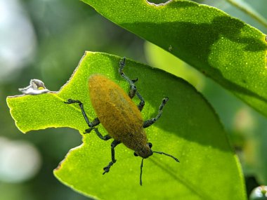 Yellow weevil on a green leaf. Weevil, a tiny beetle that does enormous damage to growing plants and stored grains.