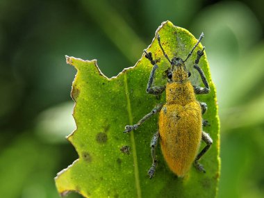 Yellow weevil on a green leaf. Weevil, a tiny beetle that does enormous damage to growing plants and stored grains.