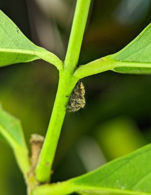 Jumping spider Euophrys frontalis. The Euophrys frontalis is a genus of jumping spiders of the family Salticidae.