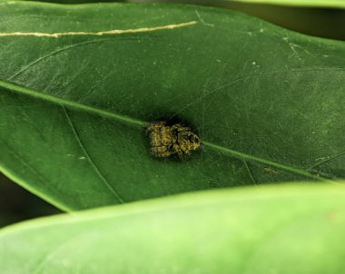 Jumping spider Euophrys frontalis. The Euophrys frontalis is a genus of jumping spiders of the family Salticidae.