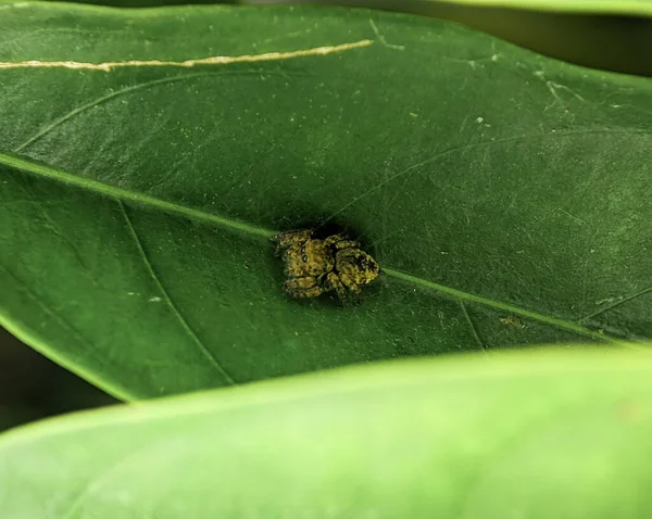 Jumping spider Euophrys frontalis. The Euophrys frontalis is a genus of jumping spiders of the family Salticidae.