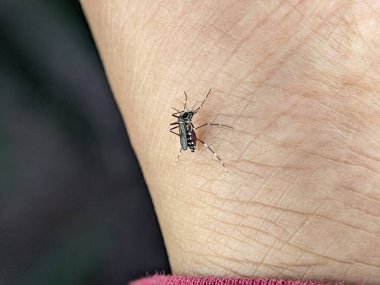 Close-up of a mosquito perched on someones hand to suck blood
