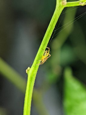 Small spider hide behind green tree with blur background.