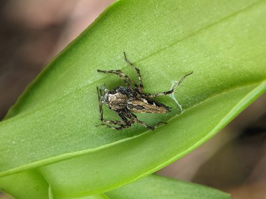 Big jumping spider on a leaf getting ready to pounce on prey in the form of insects