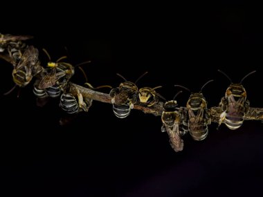 Bir Lipotrich ağaç dalında dinlenen arıları terletir.