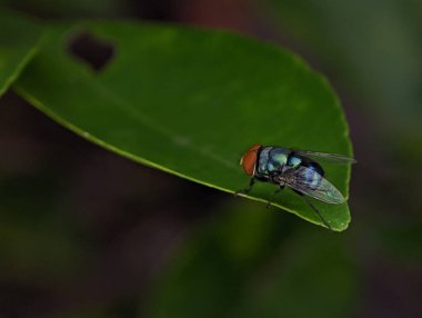 The common green bottle fly is a blowfly found in most areas of the world 