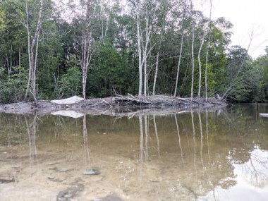 A view of the mangrove swamp forest by the river in one of the Malay villages.
