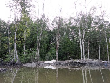 A view of the mangrove swamp forest by the river in one of the Malay villages.