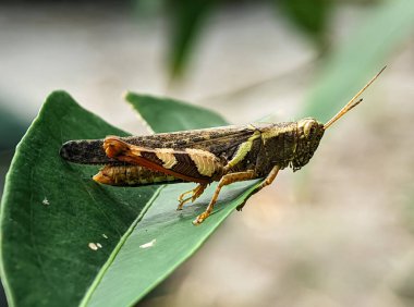 Brown grasshopper on a green leaf with blur background.