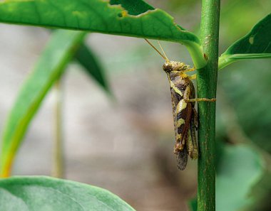 Brown grasshopper on a green leaf with blur background.