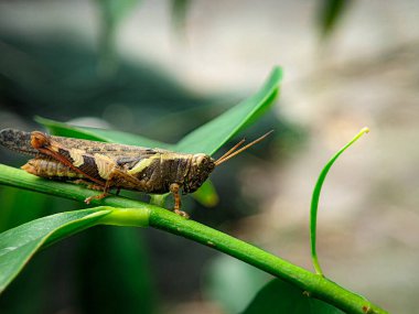 Brown grasshopper on a green leaf with blur background.