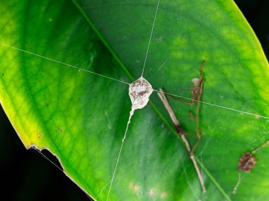 Several of these egg-sacs were suspended between mangrove leaves or across a cupped leaf. The only spiders I saw nearby were Euryattus but that doesnt mean there werent others.