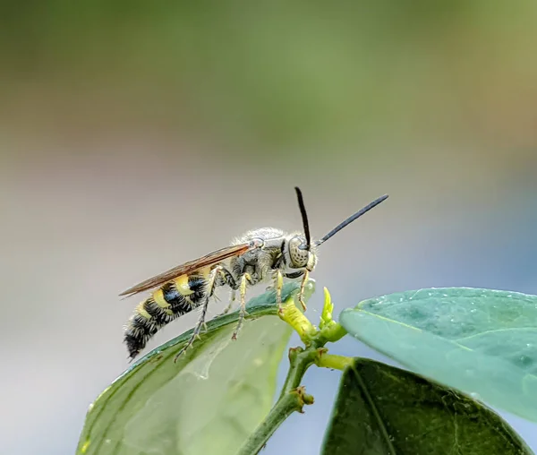 Scoliidae Geting Gul Hairy Flower Wasp Närbild Insekt Hane — Stockfoto