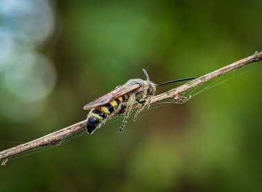 Scoliidae wasp, Yellow Hairy Flower Wasp,Close up of insect male