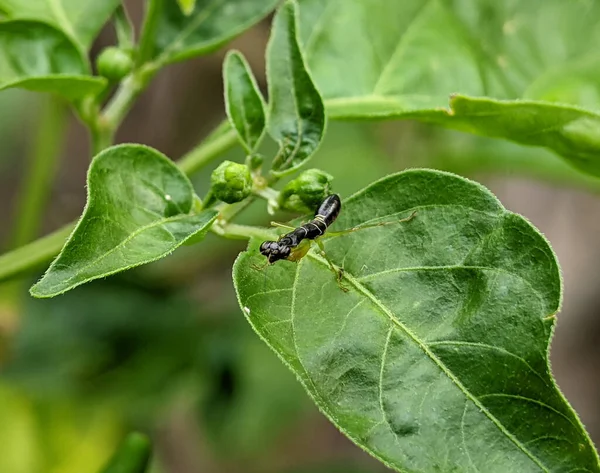 Black asian ant mantis on the green leaf.