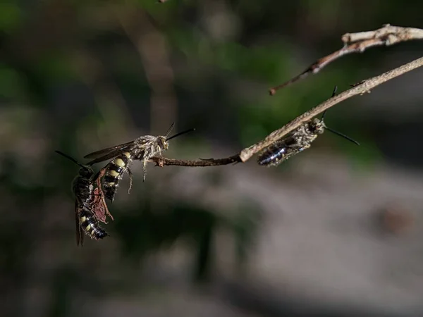 Scoliidae Eşekarısı Sarı Kıllı Eşek Arısı Böcek Erkeğine Yaklaş — Stok fotoğraf