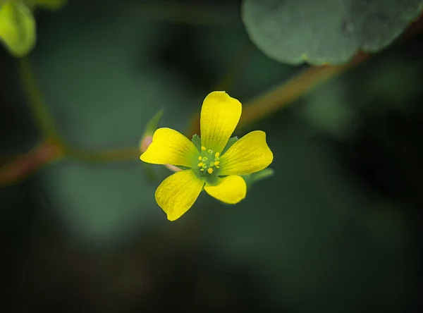 Close Gele Plannen Bloemen Met Waas Natuur Achtergrond — Stockfoto