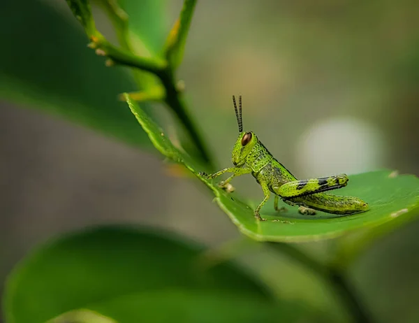 Närbild Liten Grön Gräshoppa Grönt Löv Med Suddig Bakgrund — Stockfoto