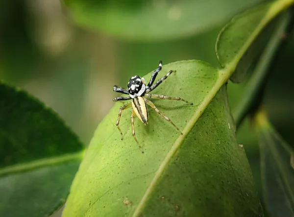 アジアの熱帯雨林や森の中の葉の中で発見された飛び跳ねるクモです — ストック写真