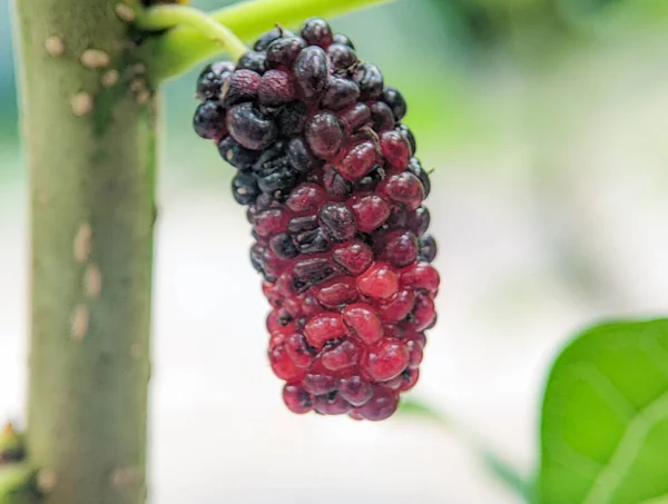 Focus Morus Alba Known White Mulberry Common Mulberry Silkworm Mulberry — Stock Photo, Image