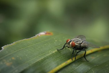 Arkaplanı bulanık yeşil bir yaprağın üzerindeki sineğin yakın çekimi.