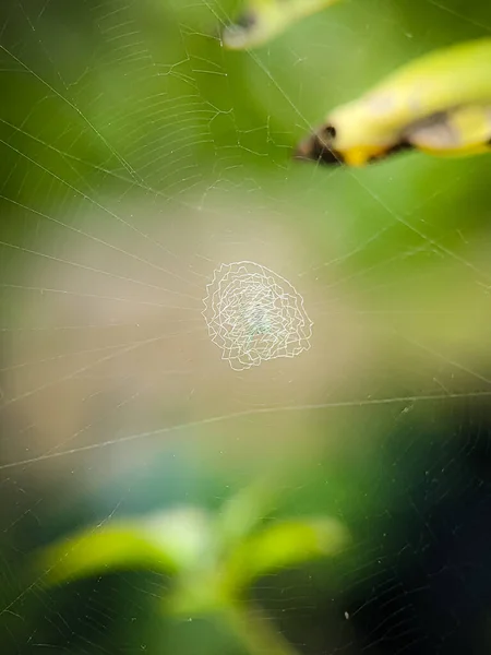 Closeup spider net with blurry and nature background