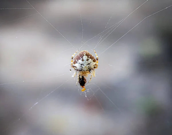 Хвостатый Паук Ткач Eriovixia Семейство Araneidae Орден Аранеи Своей Добычей — стоковое фото