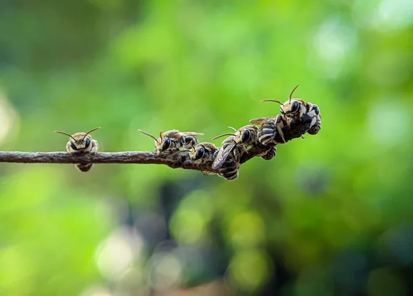 Group Lipotriches Sweat Bees Resting Tree Branch Blurry Background — Stock Photo, Image