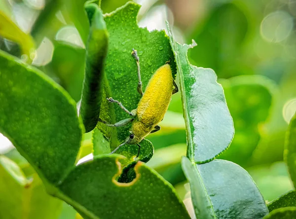 Yellow Weevil Green Leaf Weevil Tiny Beetle Does Enormous Damage — Stockfoto