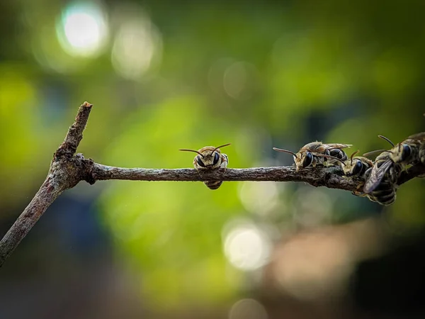 Eine Gruppe Lipotriches Schweißbienen Ruht Auf Einem Ast Mit Verschwommenem — Stockfoto