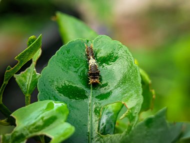 Close shot of the common mormon caterpillar on a green leaf.
