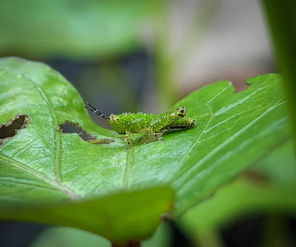 Крупный План Маленький Зеленый Кузнечик Зеленом Листе — стоковое фото