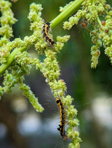 背景がぼやけている緑の野菜の木の茎にある冬虫夏草 — ストック写真