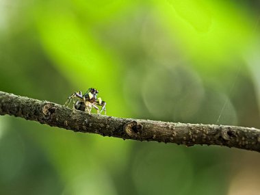 Bulanık arka planı olan bir ağaçta küçük bir örümcek kozmozaması..