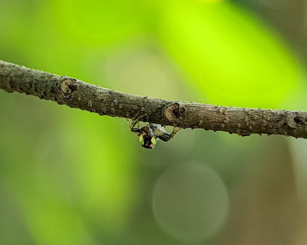Closeup Malý Pavouk Kosmofáze Stromě Rozmazaným Pozadím — Stock fotografie