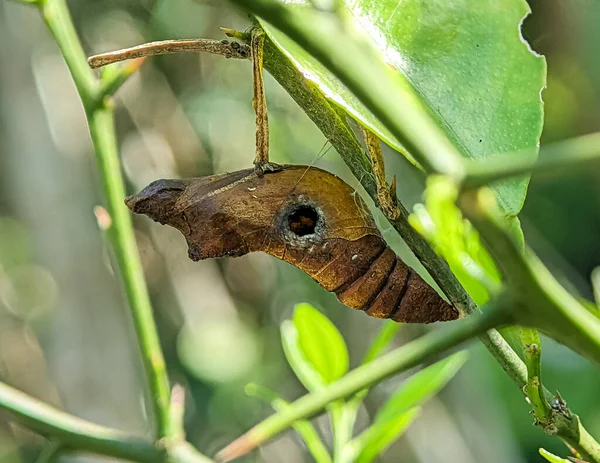 stock image Close up pupa of butterfly on the tree with brown color.