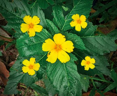 Üst manzara benzersiz beş sarı çiçek yeşil yapraklı üst manzara.