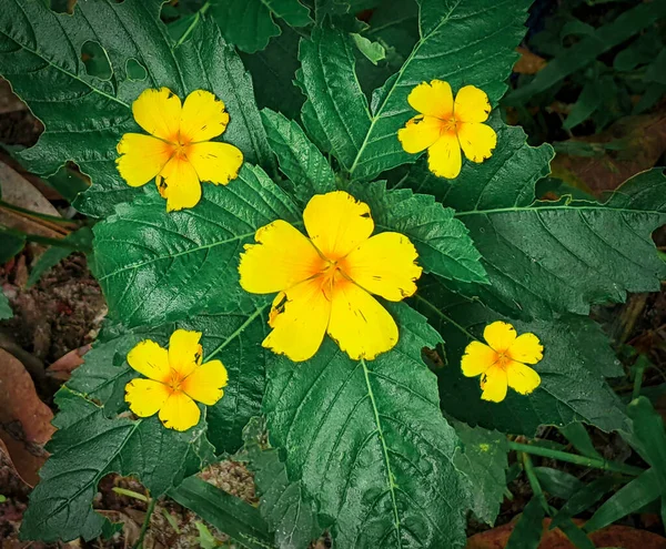 stock image Top view unique five yellow flowers with green leaf top view.