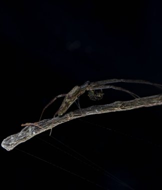 Avıyla birlikte bir örümcek çubuğun üstündedir. Fotoğraf 52 mm 'lik makro objektifle akıllı telefon kullanılarak çekilmiş..