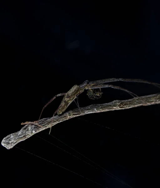 먹이를 거미가 막대기 있습니다 사진은 52Mm 매크로 렌즈가 스마트폰을 사용하여 — 스톡 사진