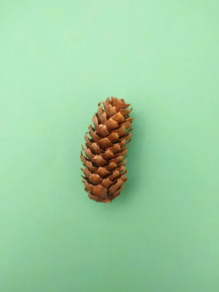 베이퍼 Conifer Cone 정향나무에 씨앗을 운반하는 기관이다 과일의 일종으로 일반적으로 — 스톡 사진
